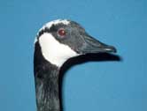 Canada Goose